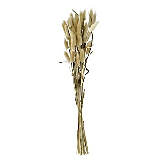 Trockenblumenstrauß mit Kolben (Länge: 50 cm, Hellbraun)