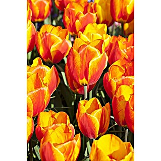 Piardino Frühlingsblumenzwiebeln Flair Orange (Tulipa Hybride 'Flair Orange', Topfgröße: 12 cm)