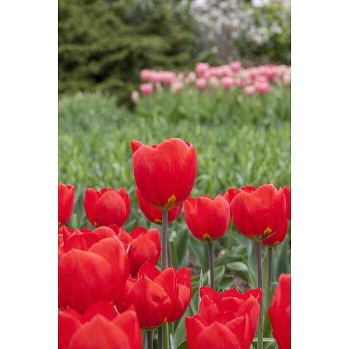 Piardino Tulipanes