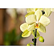Phalaenopsis Hybride12 Lemon Line gelb