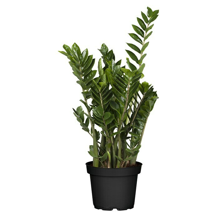 Piardino Glücksfeder (Zamioculcas zamiifolia, Topfgröße: 30 cm) -