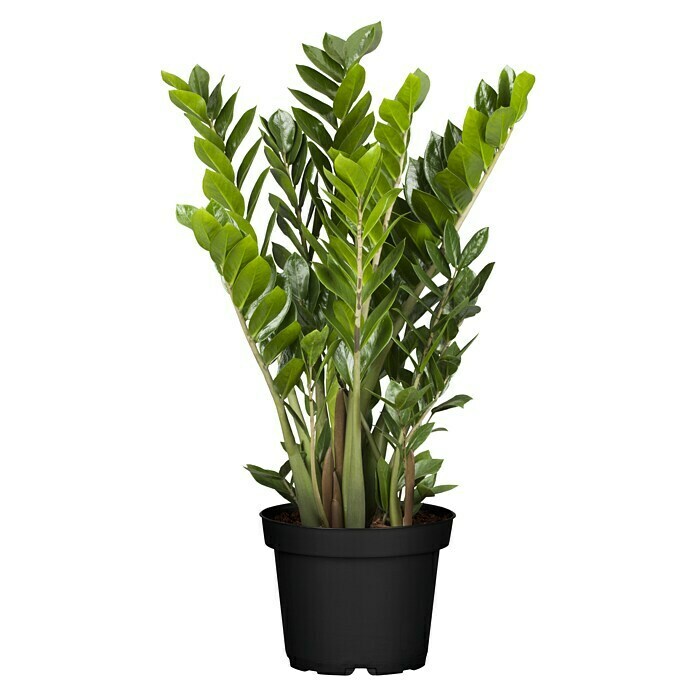 Piardino Glücksfeder Glücksfeder (Zamioculcas zamiifolia, Topfgröße: 35 cm) -