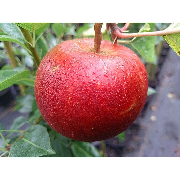 Apfelbaum Santana - torffrei kultiviert 