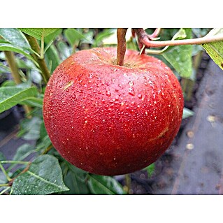 Apfelbaum Santana - torffrei kultiviert (Malus domestica 'Santana', Erntezeit: September - Oktober)