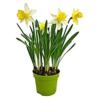 Piardino Frühlingsblumenzwiebeln (Narcissus pseudonarcissus)