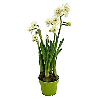 Piardino Frühlingsblumenzwiebeln (Narcissus 'Bridal Crown')