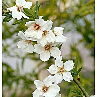 Almendro enano (Prunus dulcis, Volumen de la maceta: 5 l)