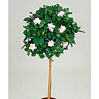 Gardenia (Gardenia jasminoides, Tamaño de maceta: 24 cm, Varia según su variedad)