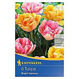 Kiepenkerl Frühlingsblumenzwiebeln (Tulipa x Hybride, 8 Stk.)