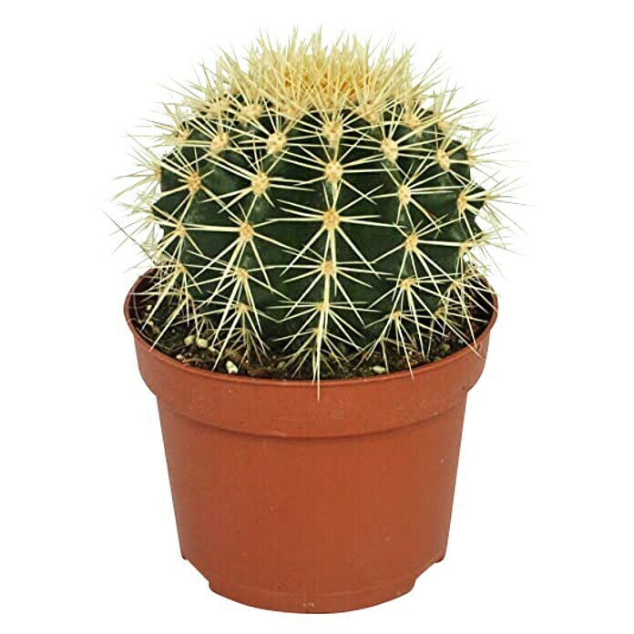 Piardino Cactus 