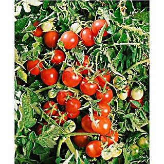 Piardino Tomates cherry (Cosecha: A partir de julio)