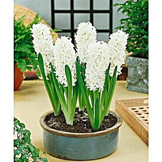 Piardino Bulbos de primavera (Hyacinthus orientalis, Blanco crema)