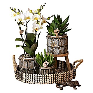 Piardino Geschenk-Set (Industrial Chic, Phalaenopsis multiflora / Succulent Aloë Brevifolia / Succulent Hobbit)