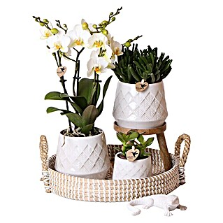 Piardino Geschenk-Set (Bohemian White, Phalaenopsis multiflora / Succulent Hobbit / Succulent Ovata)