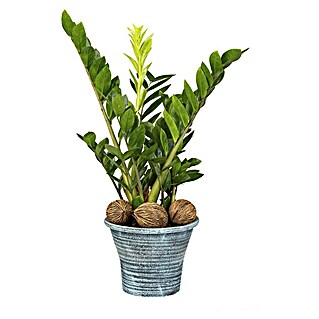 Piardino Glücksfeder (Zamioculcas zamiifolia, Topfgröße: 23 cm)