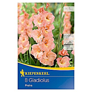 Kiepenkerl Sommerblumenzwiebeln Schwertblume (Gladiolus 'Praha', 8 Stk.)