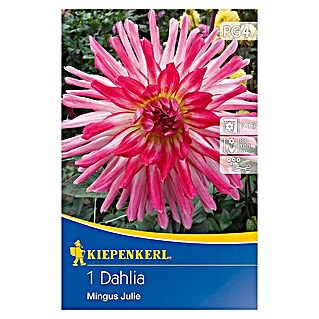 Kiepenkerl Herbstblumenzwiebeln Kaktus-Dahlie (Dahlia 'Mingus Julie', Pink, 1 Stk.)