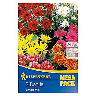 Kiepenkerl Herbstblumenzwiebeln Zwerg-Dahlie (Dahlia 'Zwerg Mix', Mehrfarbig, 3 Stk.)