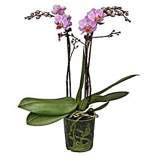 Piardino Schmetterlingsorchidee Dots Pink (Phalaenopsis Midi, Topfgröße: 9 cm, Rosa/Weiß/Hellgelb/Dunkelrot/Pink, Aufrecht)