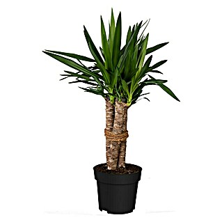 Palmlilie 3er Stamm (Yucca elephantipes, Topfgröße: 24 cm)