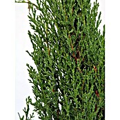Piardino Echte Mittelmeer-Zypresse Totem (Cupressus sempervirens, Aktuelle Wuchshöhe: 140 cm, Topfgröße: 15 l)