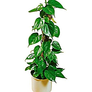 Philodendron (Philodendron 'Imperial Green', Tamaño de maceta: 17 cm)