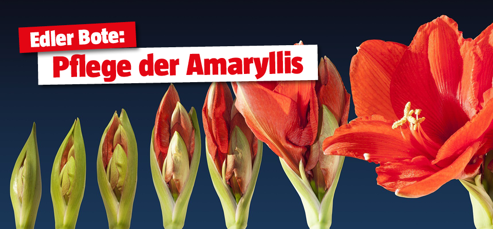 Die richtige Pflege der Amaryllis