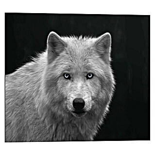 Decopanel (White Wolf - Blue Eyes, B x H: 50 x 40 cm)