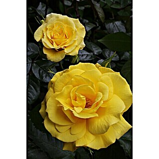 Rosenstämmchen (Rosa 'Friesia'®, Gelb)