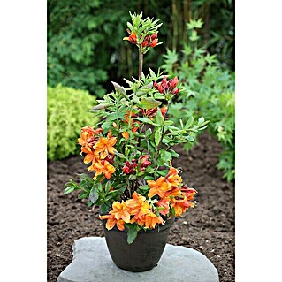 Rhododendron (Rhododendron luteum 'Glowing Embers', Topfvolumen: 10 l, Rot/Orange)