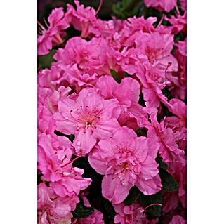 Japanische Azalee (Rhododendron obtusum 'Petticoat'®, Topfvolumen: 2 l, Pink)