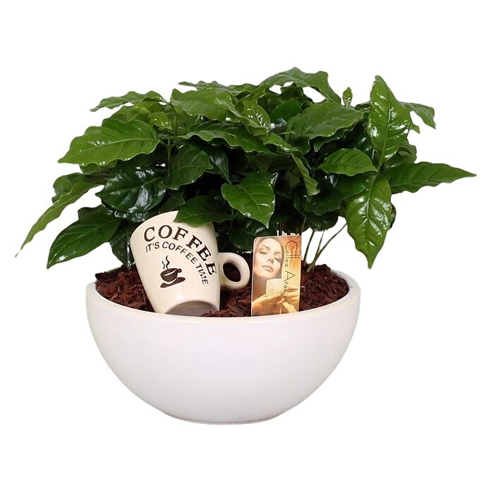 Piardino Pflanzenarrangement Kaffeepflanze 