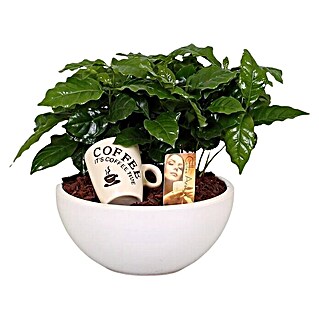 Piardino Pflanzenarrangement Kaffeepflanze (Topfgröße: 25 cm, null)