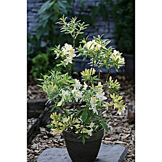 Rhododendron (Rhododendron luteum 'Daviesii', Creme, Topfvolumen: 4,6 l)