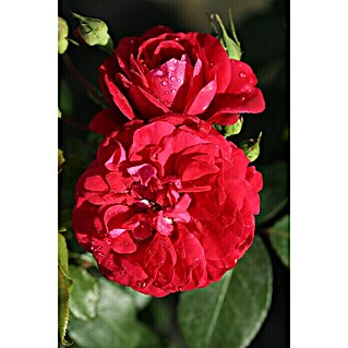 Rosenstämmchen (Rosa 'Rouge Meilove'®, Rot)