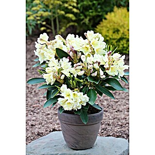 Großblumiger Rhododendron (Rhododendron INKARHO® 'Gelbe Dufthecke', Topfvolumen: 5 l, Gelb)