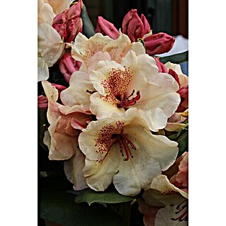 Großblumiger Rhododendron (Rhododendron 'Sun Fire' EASYDENDRON®, Topfvolumen: 5 l, Rosa/Gelb)