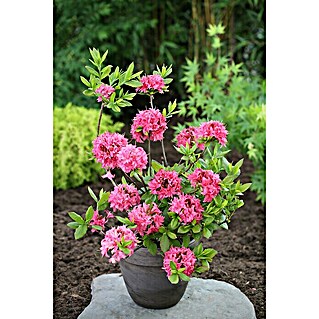 Rhododendron (Rhododendron luteum 'Homebush', Pink, Topfvolumen: 10 l)