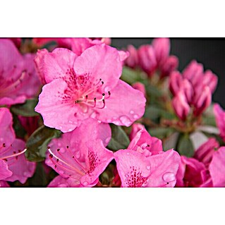 Japanische Azalee (Rhododendron obtusum 'Pink for Help'®, Topfvolumen: 2,3 l, Pink)