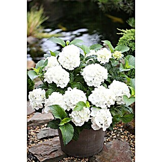 Bauernhortensie (Hydrangea macrophylla 'Forever & Ever'® Weiß, Topfvolumen: 5 l, Weiß)