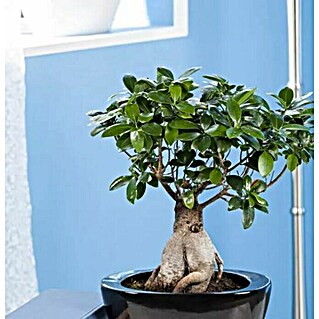 Piardino Ficus de Indias (Ficus ginseng, Tamaño de maceta: 12 cm)