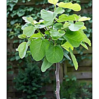 Higuera (Ficus carica, Tamaño de maceta: 20 cm)