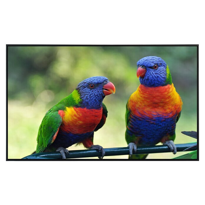 Papermoon Infrarot-Bildheizkörper Regenbogen Lorikeets Vögel 