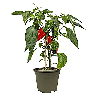 Piardino Paprika (Topfgröße: 11 cm, Farbe Frucht: Rot, Erntezeit: Ab Juni)