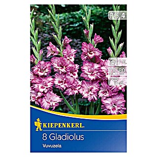 Kiepenkerl Sommerblumenzwiebeln Schwertblume (Gladiolus x hybrida 'Vuvuzela', 8 Stk.)