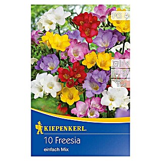 Kiepenkerl Sommerblumenzwiebeln Freesien (Freesia x hybrida einfachblühend, 10 Stk.)