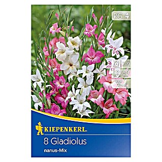 Kiepenkerl Sommerblumenzwiebeln Schwertblume (Gladiolus x hybrida 'Nanus Mix', 8 Stk.)