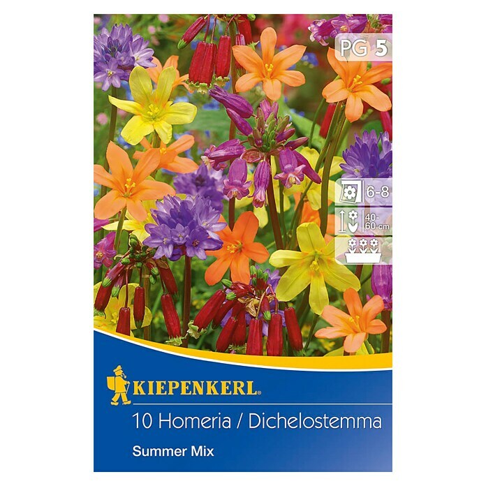 Kiepenkerl Sommerblumenzwiebeln Homeria / Feuerwerksblumen 