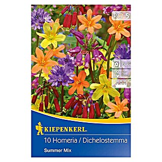Kiepenkerl Sommerblumenzwiebeln Homeria / Feuerwerksblumen (Verschiedene sorten, 10 Stk.)