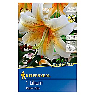 Kiepenkerl Profi-Line Sommerblumenzwiebeln Lilie (Lilium x hybrida 'Mister Cas', 1 Stk.)